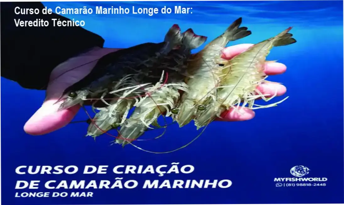 curso criacao camarao marinho longe do mar analise tecnica Curso de Camarão Marinho Longe do Mar: Veredito Técnico Esquema técnico de sistema superintensivo de criação de camarão marinho longe do litoral